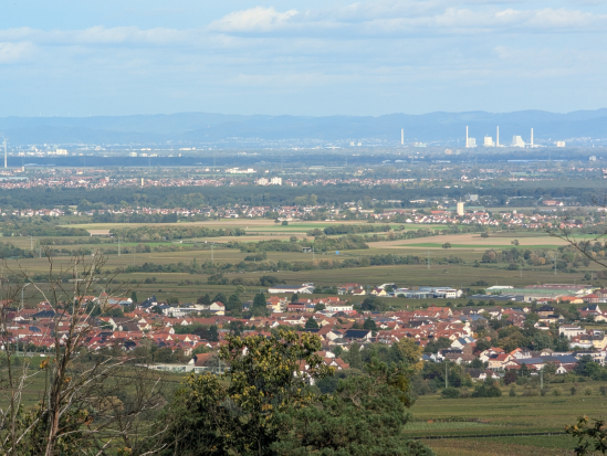 Rhodt, rund um Edenkoben,
13. Oktober 2024